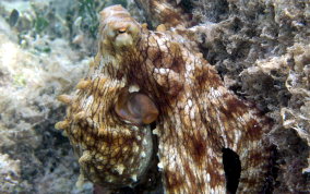 Common Octopus - Octopus insularis