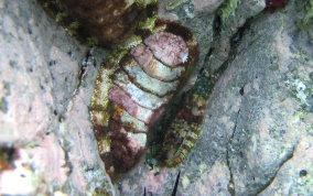 Fuzzy Chiton