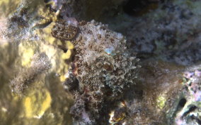 Two-spot Octopus - Octopus filosusi