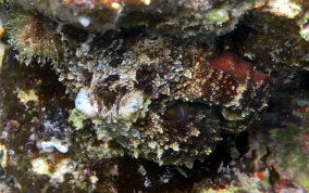 Two-spot Octopus - Octopus filosusi