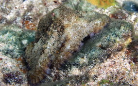 Octopus Den