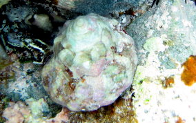 West Indian Star Snail - Lithopoma tectum