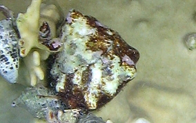 West Indian Star Snail - Lithopoma tectum