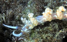 White-Patch Aeolid - Flabellina engeli