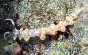 White-Patch Aeolid - Flabellina engeli
