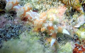 White-Patch Aeolid - Flabellina engeli
