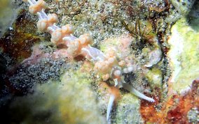 White-Patch Aeolid - Flabellina engeli