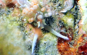 White-Patch Aeolid - Flabellina engeli