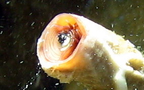 Wormsnail - Vermicularia knorrii