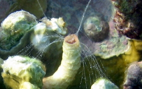 Wormsnail - Vermicularia knorrii