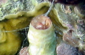 Wormsnail - Vermicularia knorrii