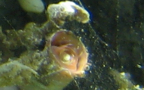 Wormsnail - Vermicularia knorrii