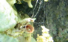 Wormsnail - Vermicularia knorrii