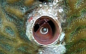 Wormsnail - Vermicularia knorrii