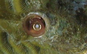 Wormsnail - Vermicularia knorrii