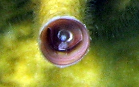 Wormsnail - Vermicularia knorrii
