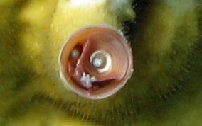 Wormsnail - Vermicularia knorrii