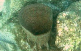 Bell Sponge
- Ircinia campana