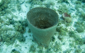 Bell Sponge
- Ircinia campana