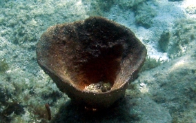 Bell Sponge
- Ircinia campana