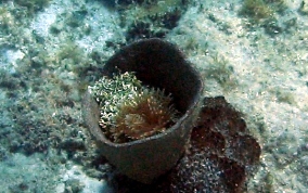 Bell Sponge
- Ircinia campana