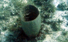 Bell Sponge
- Ircinia campana