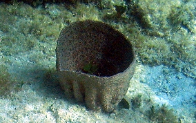 Bell Sponge
- Ircinia campana