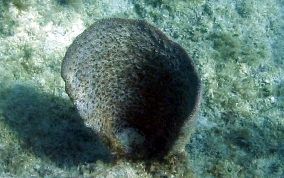 Bell Sponge
- Ircinia campana