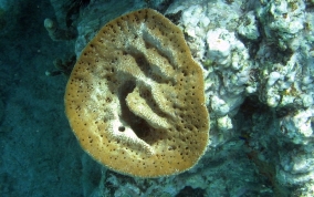 Bell Sponge
- Ircinia campana