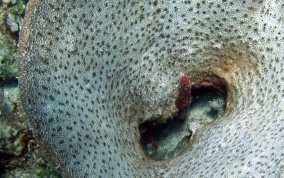 Bell Sponge
- Ircinia campana