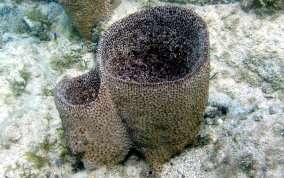 Bell Sponge
- Ircinia campana