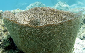 Bell Sponge
- Ircinia campana