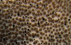 Bell Sponge
- Ircinia campana