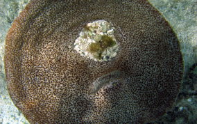 Bell Sponge
- Ircinia campana