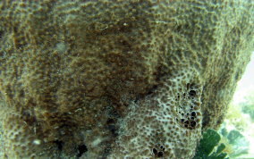 Bell Sponge
- Ircinia campana