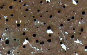 Bell Sponge
- Ircinia campana