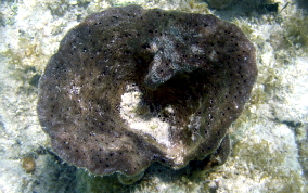 Bell Sponge
- Ircinia campana