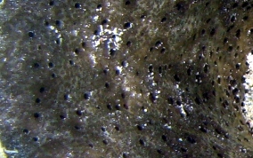 Bell Sponge
- Ircinia campana