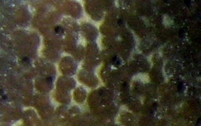 Bell Sponge
- Ircinia campana