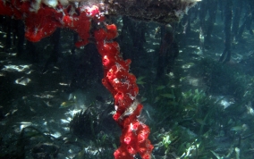 Volcano / Fire Sponge - Tedania klausi/ Tedania ignis