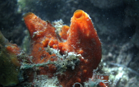 Volcano / Fire Sponge - Tedania klausi/ Tedania ignis