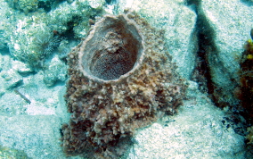Touch-me-not-sponge - Neofibularia nolitangere  