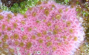 Lavender Rope Sponge - Niphates erecta