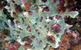 Lavender Rope Sponge - Niphates erecta