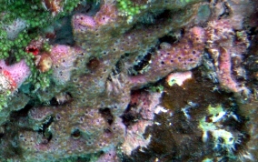 Lavender Rope Sponge - Niphates erecta