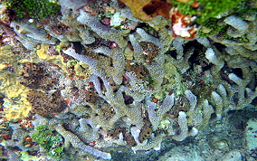 Lavender Rope Sponge - Niphates erecta