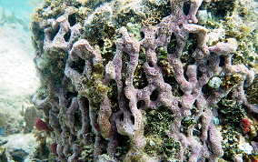 Lavender Rope Sponge - Niphates erecta