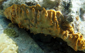 Octopus Sponge - Ectyoplasia ferox