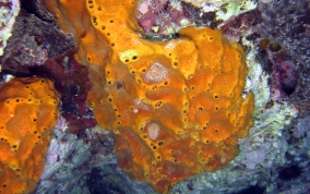 Octopus Sponge - Ectyoplasia ferox