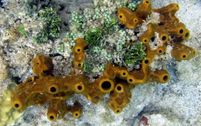Octopus Sponge - Ectyoplasia ferox (?)